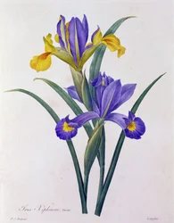 Iris Xiphium (kolorowy grawerunek)