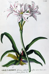 Lilia, Lilia Narcyza