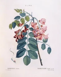 Szarańcza (Robinia rosea), Henry Louis Duhamel du Monceau, płyta botaniczna Pierre Joseph Redouté
