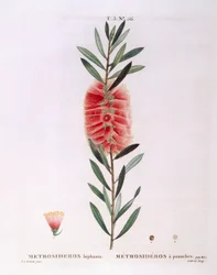 Metrosideros Lophanta Henry Louis Duhamel du Monceau, płyta botaniczna autorstwa Pierre