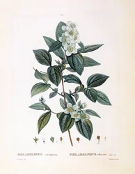 Mock orange (Philadelphus coronarius), Henry Louis Duhamel du Monceau, płyta botaniczna Pierre Joseph Redouté