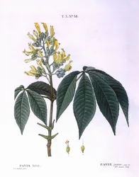 Pavia lutea Henry Louis Duhamel du Monceau, płyta botaniczna autorstwa Pierre