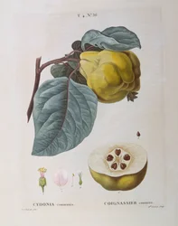 Pigwa (Cydonia communis), Henry Louis Duhamel du Monceau, płyta botaniczna Pierre Joseph Redouté