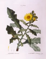 Siać osty (Sonchus fruticosus), Henry Louis Duhamel du Monceau, płyta botaniczna – Pierre Joseph Redouté