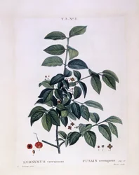 Wrzeciono (Euonymus verrucosus), Henry Louis Duhamel du Monceau, płyta botaniczna Pierre Joseph Redouté