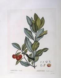 Drzewo truskawkowe (Arbutus unedo), Henry Louis Duhamel du Monceau, płyta botaniczna Pierre Joseph Redouté