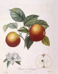 Jabłko „Kasztanowe jabłko” Henry Louis Duhamel du Monceau, talerz botaniczny, Pierre Antoine Poiteau