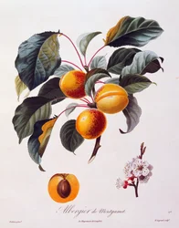Owoce i kwiaty moreli Albergier De Montgamet, ok. 1846 r., barwny sztych Pierre-Antoine Poiteau z Pomolgie Francais, Francja