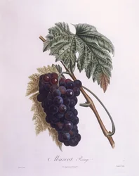 Winorośl muszkatołowa (Vitis vinifera), Henry Louis Duhamel du Monceau, płyta botaniczna – Pierre Antoine Poiteau