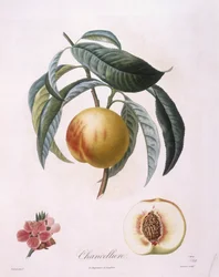 Brzoskwinia „Chancelliere” Henry Louis Duhamel du Monceau, płyta botaniczna autorstwa Pierre Antoine Poiteau