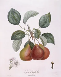 Gruszka „Gros Rousselet” Henry Louis Duhamel du Monceau, płyta botaniczna autorstwa Pierre Antoine Poiteau