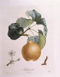 Gruszka "Talousie" Henry Louis Duhamel du Monceau, płyta botaniczna autorstwa Pierre Antoine Poiteau