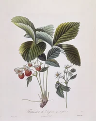 Truskawka Virginia (Fragaria virginiana), Henry Louis Duhamel du Monceau, płyta botaniczna Pierre Antoine Poiteau