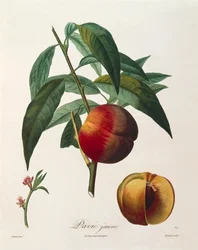 Żółta brzoskwinia (Pavie Jaune) autorstwa Antoine Poiteau