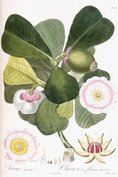 Clusia rosea, Clusier z różowymi kwiatami, 1808-1828