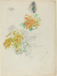Badania drzew, 1886.