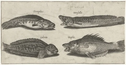 Forkbeard, granik, śluzica rogata i czarna ryba; Ryby (tytuł serii); Piscivm vivae icones (tytuł serii)