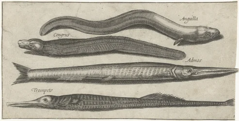 Belona, ​​pipefish, węgorz i węgorz Wędkarstwo (tytuł serii) Ikony Piscium vivae (tytuł serii)