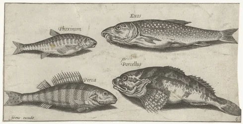 Karp, strzebla, sum i okoń Wędkarstwo (tytuł serii) Ikony Piscium vivae (tytuł serii)