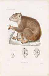 na korwetach l