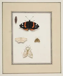 Motyle, ok. 1755-65 (akwarela na papierze)