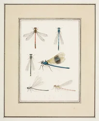 Ważki, ok. 1755-65 (akwarela na papierze)