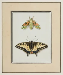 Władca Ciem i paziowaty motyl ze Starego Świata, ok. 1755-65 (akwarela na papierze)