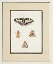 Borboleta rabo de andorinha, mayfly e duas mariposas, c.1755-65 (aquarela sobre papel)polonês