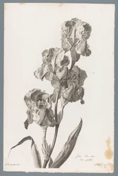 Irys dalmatyński Jasnoniebieska tęczówka / Iris pallida (tytuł na obiekcie) Kwiaty zaczerpnięte z natury (...) (tytuł serii)