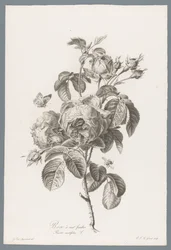 Hondbladige roos Róża stulistna / Rosa centifolia L. (tytuł na obiekcie) Kwiaty zaczerpnięte z natury (...) (tytuł serii)