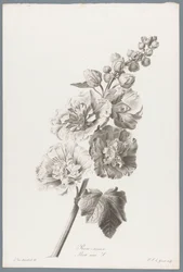 Stokroos Malwa / Alcea rosea L. (tytuł na obiekcie) Kwiaty zaczerpnięte z natury (...) (tytuł serii)
