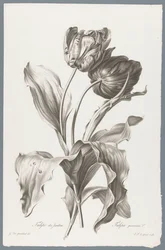 tulpa Tulipan ogrodowy / Tulipa gesneriana L. (tytuł na obiekcie) Kwiaty zaczerpnięte z natury (...) (tytuł serii)