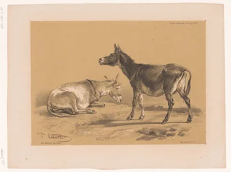 Studium dwóch osłów Cooper