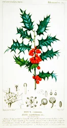 Ostrokrzew (Ilex aquifolium) płyta botaniczna, ok. 1820 (kolor lito)