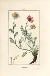 Afrykański Pyrethrum - Pellitory of Spain, Anthemis pyrethrum (Anacyclus pyethrum) z kwiatami, liśćmi, łodygą i korzeniami. Ręcznie barwiony miedzioryt kropkowany autorstwa Lamberta Juniora na podstawie rysunku Pierre Jean-Francois Turpin z Chaumeton, Poir