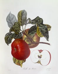 Jabłko „Belle du Havre”, Henry Louis Duhamel du Monceau, płyta botaniczna – Pierre Jean Francois Turpin