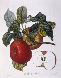 Jabłko „Belle du Havre” Henry Louis Duhamel du Monceau, płyta botaniczna – Pierre Jean Francois Turpin