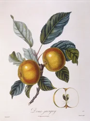 Jabłko „Doux-Juvigny” Henry Louis Duhamel du Monceau, płyta botaniczna – Pierre Jean Francois Turpin