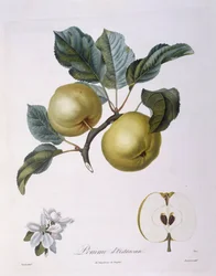 Jabłko „Pomme d