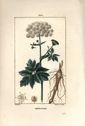 Benzoina lub imperatoire - Masterwort, Imperatoria ostruthium, z kwiatem, liściem i korzeniem. Ręcznie barwiony miedzioryt kropkowany autorstwa Lamberta Juniora z rysunku Pierre Jean-Francois Turpin z Chaumeton, Poiret i Chamberet „La Flore Medicale”,