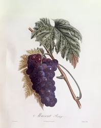 Winogrona z czarnego muszkatu Henry Louis Duhamel du Monceau, płyta botaniczna autorstwa Pierre Jean Francois Turpin