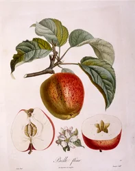 Botanika - Rosaceae - jabłko „Piękny kwiat”. (tablica botaniczna)