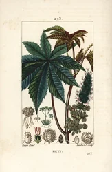 Olej rycynowy lub rącznik pospolity, Ricinus communis (Ricinus vulgaris), z liściem, kwiatem, łodygą i nasionami. Ręcznie barwiony miedzioryt kropkowany autorstwa Lamberta Juniora na podstawie rysunku Pierre