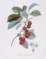 Wiśnia (Prunus avium), Henry Louis Duhamel du Monceau, płyta botaniczna autorstwa Pierre Jean Francois Turpin