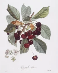 Wiśnia (Prunus avium), Henry Louis Duhamel du Monceau, płyta botaniczna autorstwa Pierre Jean Francois Turpin