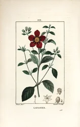 Czystek Krety - Cistus dziąseł, Cistus creticus. Ręcznie barwiony miedzioryt kropkowany autorstwa Lamberta Juniora na podstawie rysunku Pierre Jean-Francois Turpin z Chaumeton, Poiret and Chamberet „La Flore Medicale”, Paryż, Panckoucke