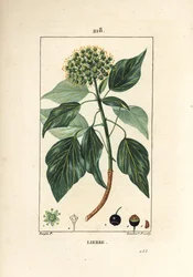 Bluszcz pnący - bluszcz pospolity, Hedera helix. Ręcznie barwiony miedzioryt kropkowany autorstwa Lamberta Juniora na podstawie rysunku Pierre Jean-Francois Turpin z Chaumeton, Poiret and Chamberet „La Flore Medicale”, Paryż, Panckoucke