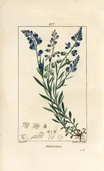 Milkwort zwyczajny - Milkwort, Polygala vulgaris, o kwiatach, liściach, szypułce i korzeniu. Ręcznie barwiony miedzioryt kropkowany autorstwa Lamberta Juniora na podstawie rysunku Pierre