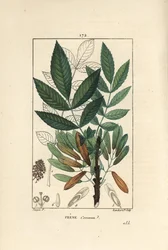 Jesion wyniosły lub jesion jedenasty - Jesion, Fraxinus excelsior, ukazujący w zarysie gałąź, liście, nasiona i liść. Ręcznie barwiony miedzioryt kropkowany autorstwa Lamberta Juniora na podstawie rysunku Pierre