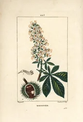 Kasztanowiec zwyczajny, kasztanowiec lub kasztan biały - kasztanowiec zwyczajny, Aesculus hippocastanum. Ręcznie barwiony miedzioryt kropkowany autorstwa Lamberta Juniora na podstawie rysunku Pierre Jean-Francois Turpin z Chaumeton, Poiret and Chamberet „L